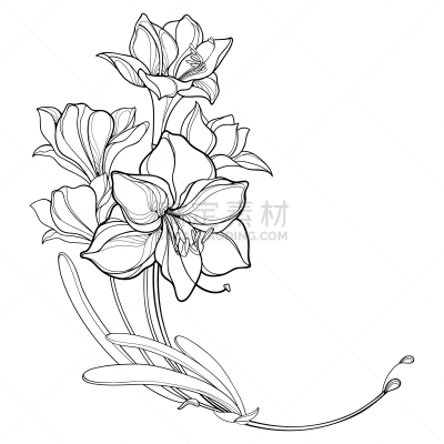 轮廓,黑色,矢量,叶子,花束,孤挺花,角落,白色背景,分离着色,串