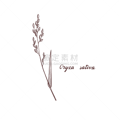 drawing rice plant