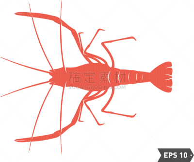 shrimp logo design isolated shrimp on white