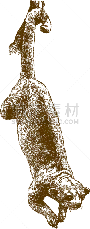 蜜熊,雕刻图像,猴子,可爱的,野生动物,灵长目,猿,浣熊,脊椎动物,灵猫