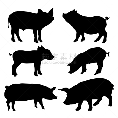 猪,分离着色,可爱的,轮廓,白色,自然,牲畜,肉,布置,收集