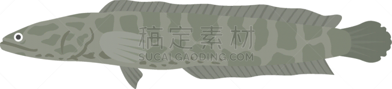 淡水,背景分离,食品,野生动物,一只动物,池塘,生物,动物,湖,动物鳍