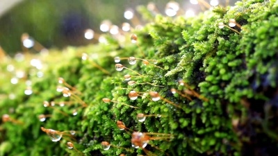雨中的苔藓