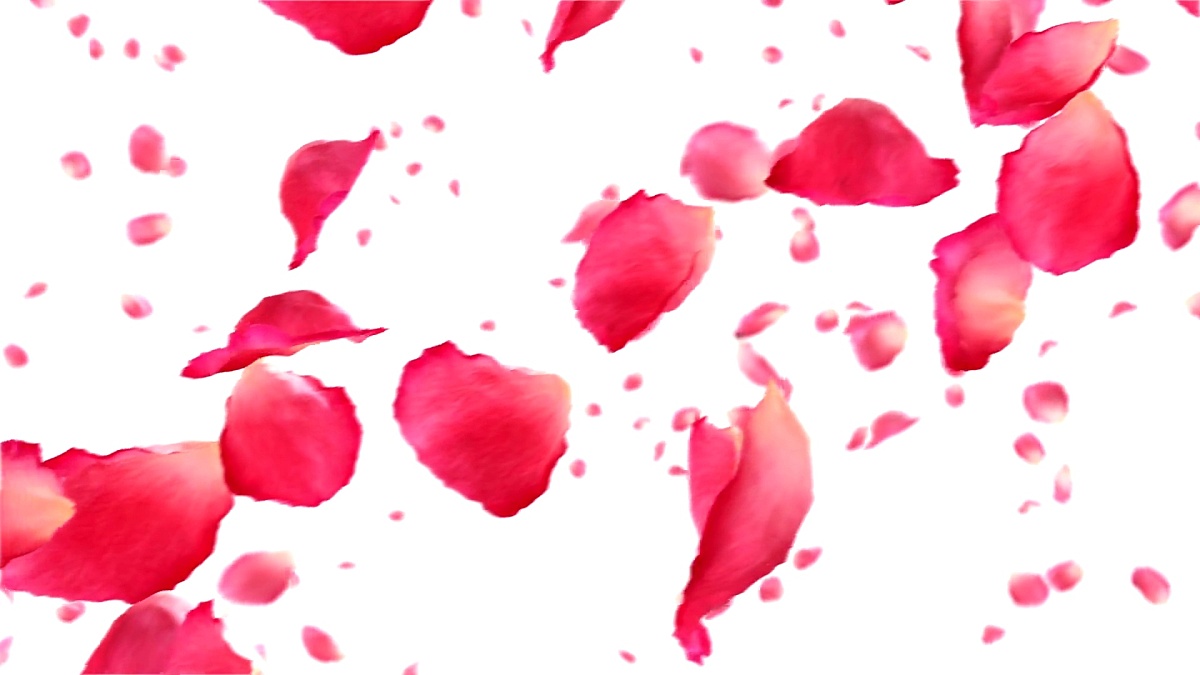 Flying rose petals on white. HD 1080. Looped animation.