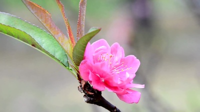 梅花