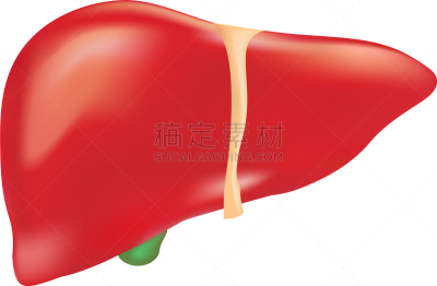 分离着色,肝脏,白色背景,白色,生物学,健康保健,人,图像,生病