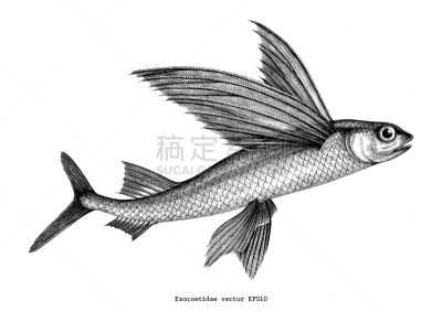 飞鱼,动物手,绘画插图,野生动物,古董,动物,雕刻图像,水下,鱼类,复古
