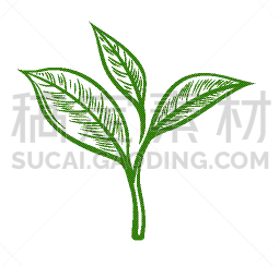 茶叶,分离着色,热,草本,清新,开端,图像,植物群,枝,花蕾
