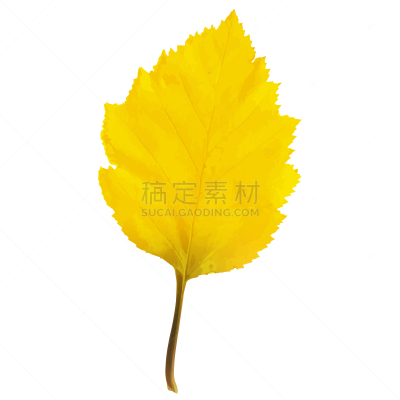 秋天,桤树,叶子,平视角,水彩画颜料,背景分离,环境,环境保护,植物,背景