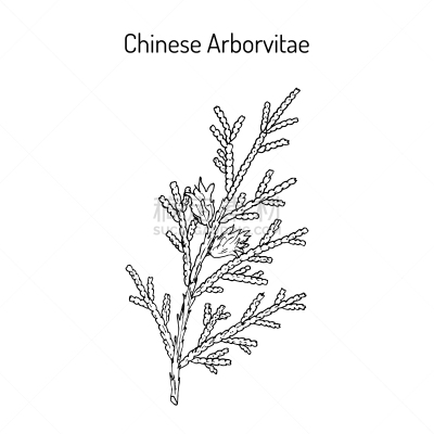 药,美国崖柏属树,生物学,传统,健康保健,环境,植物群,绘制