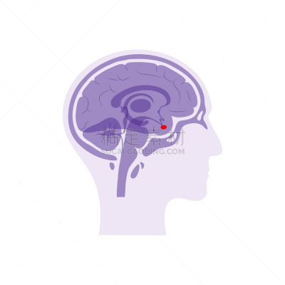 绘画插图,矢量,分离着色,脑下垂体腺,生物学,有序,健康保健,侧面,半球体,背景分离