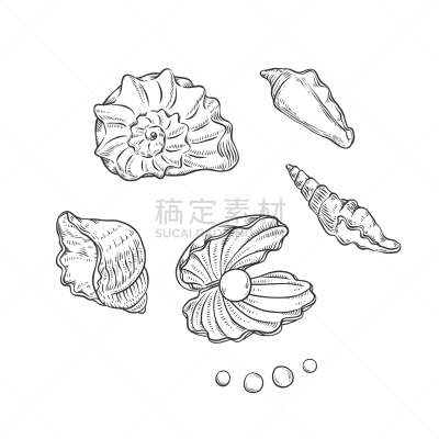 贝壳,形状,反差,珍珠牡蛎,母亲,大西洋,动物,布置,复古