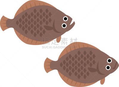 绘画插图,鲽,一对,可爱的,渔业,海洋生命,背景分离,简单,成分,生物