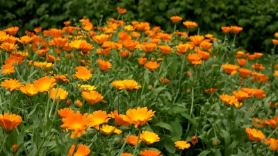 金盏花草本植物在乡村农场种植园中随风飘动