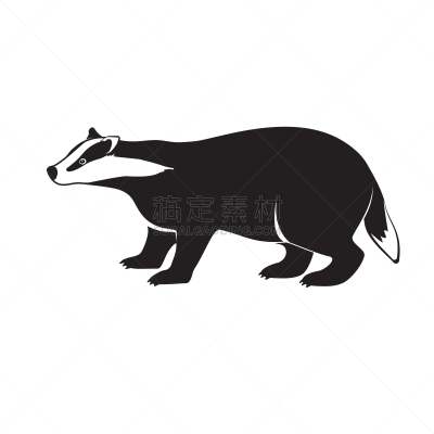 獾,分离着色,短的,动物腿,白色背景,可爱的,外套,野生动物,肖像,哺乳纲