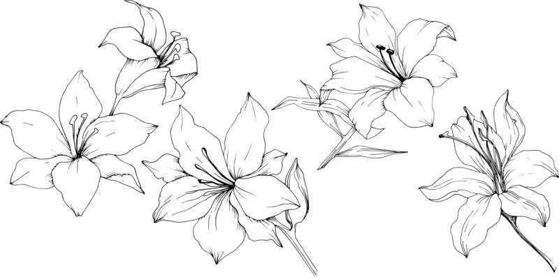 百合花 百合花图片 百合花素材下载 稿定素材 百合花 百合花图片 百合花素材下载 稿定素材