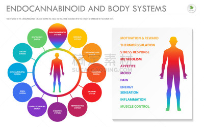 商务,信息图表,水平画幅,健康保健,心肺系统,脑肿瘤,替代医药,癌症,分子