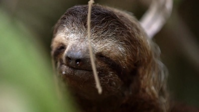 树上的Cu Sloth