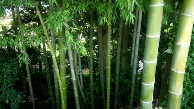 竹林公园中景深焦点