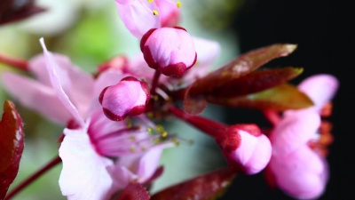 粉红色樱花盛开高清 