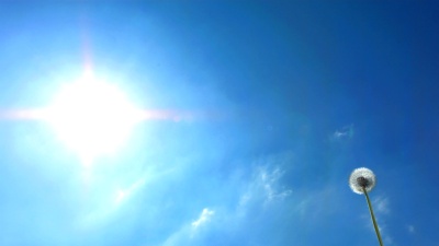  超慢钼 吹蒲公英种子