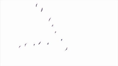 鸟群