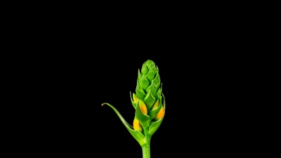 橙花延时