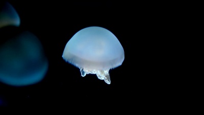 水母游泳