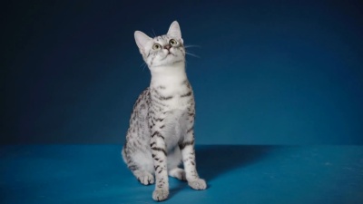埃及猫咪玩具