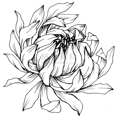 绘画插图,雕刻图像,菊花,艺术,矢量,墨水,植物学,分离着色,黑白图片,花