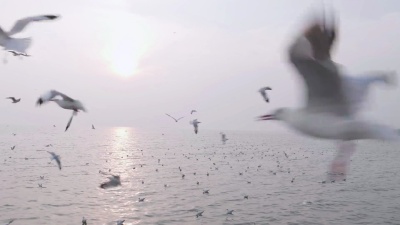 海鸥迁徙