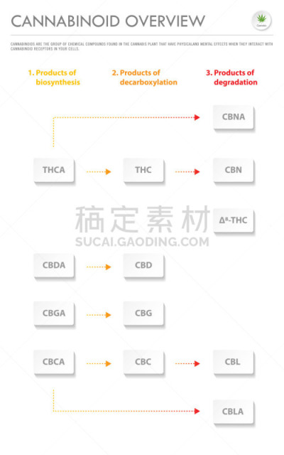 垂直画幅,商务,信息图表,脂肪细胞,植物,香熏油,心血管系统,人类消化系统,痛苦,有机食品