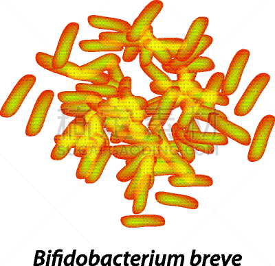 双歧杆菌属,益生菌,人,嗜酸的,肠内的,概念,不卫生的,科学,生物学