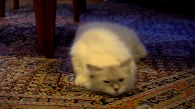 交配后立即出现西伯利亚色点猫
