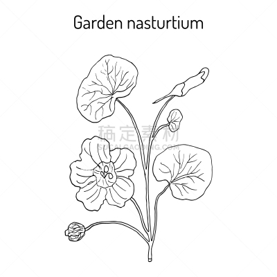 旱金莲花,菜园,金莲花,健康保健,药,印度草医学,食品,自然美,美容