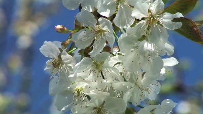   蜜蜂