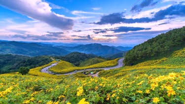 泰国Mae Hong Son省的 延时摄影视图墨西哥向日葵