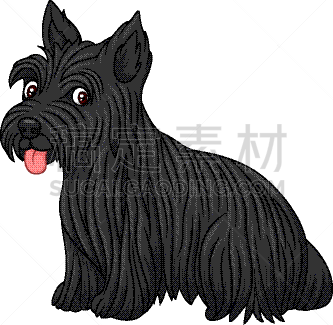 纯种犬,狗,苏格兰粗毛猎狐犬,可爱的,梗犬,哺乳纲,小的,动物,舌头,坐