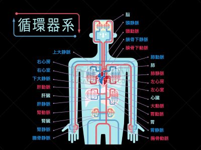 简单,绘画插图,半身像,日本,心血管系统,黑色背景,运动茄克,部分,品牌名称,写