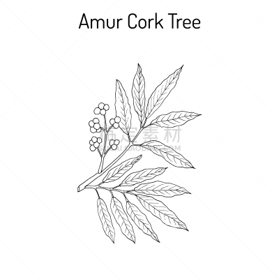 阿穆尔豹,Cork Tree,传统,偏好,枝,矢量,结核杆菌,绘制
