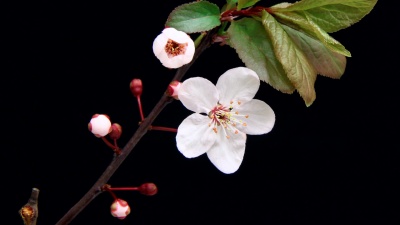 粉红色樱花盛开 