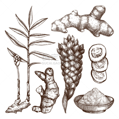生姜,绘画插图,手,素食,蔬菜,健康保健,配方,药,香料,热带气候