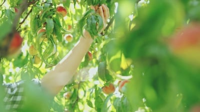 女人在果园收获新鲜成熟的桃子，慢动作