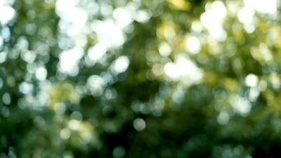柔风中的散焦树