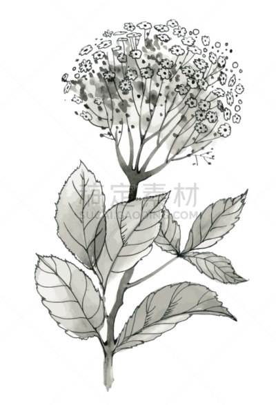 自然美,野花,动物手,单色调,白色,自然,高雅,秋天,浪漫,绘制