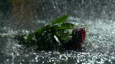 雨中的红玫瑰