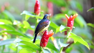 泰国棕喉太阳鸟Anteptes malacensis雄性可爱鸟