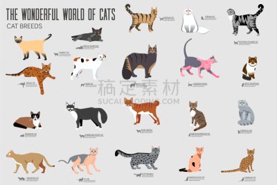 可爱的,纯种犬,动物,猫,舞台,国际著名景点,卷着的,动物耳朵,浣熊,缅因州