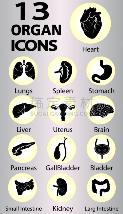 生物学,信息图表,健康保健,人,图像,小的,矢量,膀胱,教育