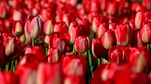 高清春天美丽的红色郁金香